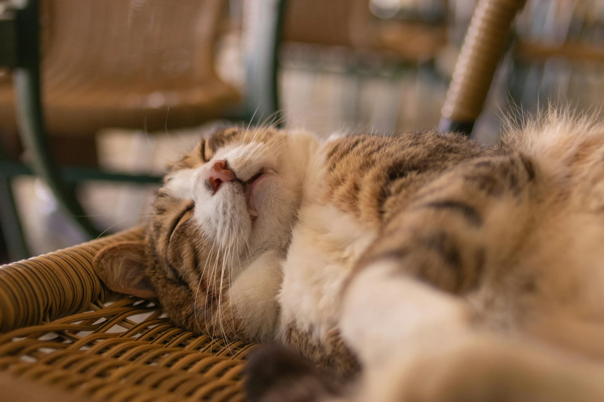 Peaceful tabby cat asleep on a woven chair, showing a serene moment indoors.